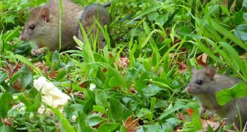 Как избавиться от грызунов на даче